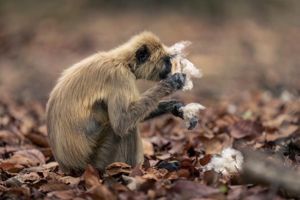 northern plains gray langur eating a plant