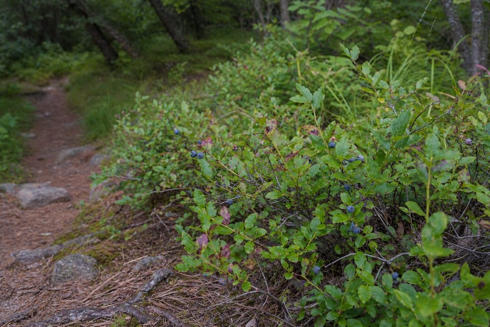21 Edible Plants on AT Cover