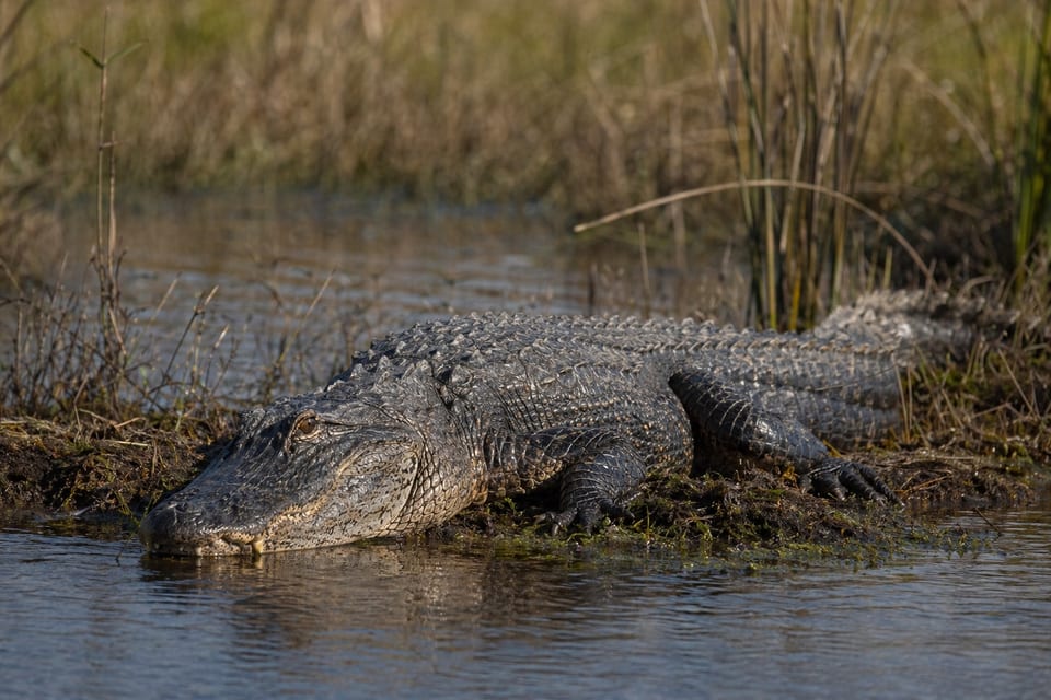 Alligators in Texas featured image