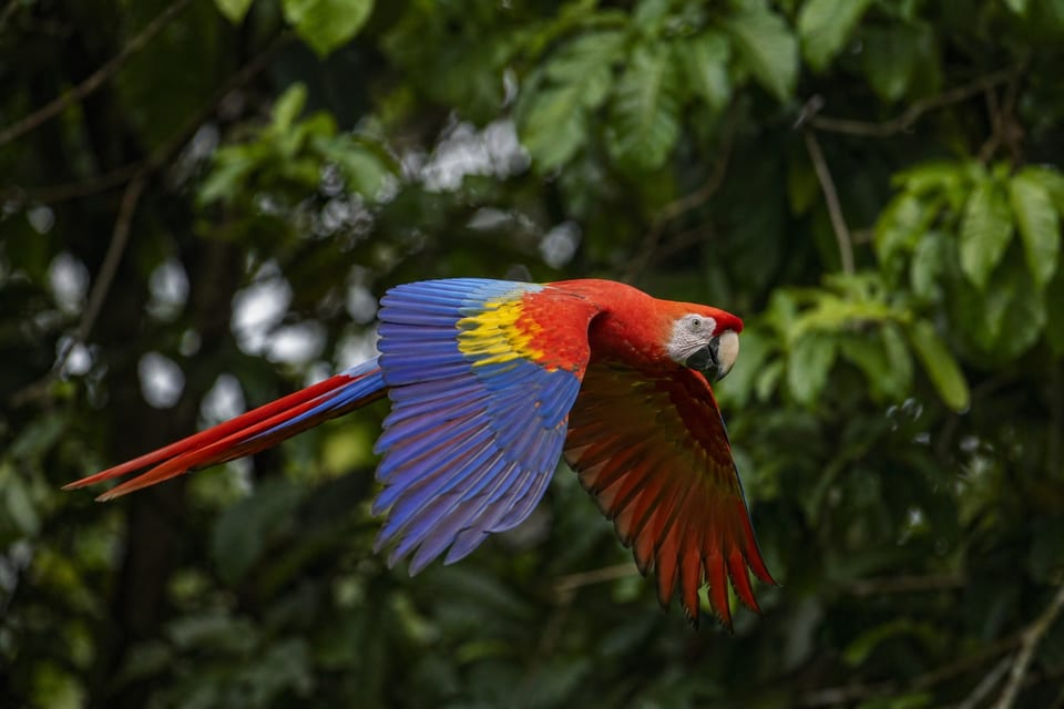 amazon rainforest animals featured photo