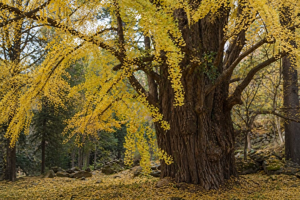 Ancient tree featured image