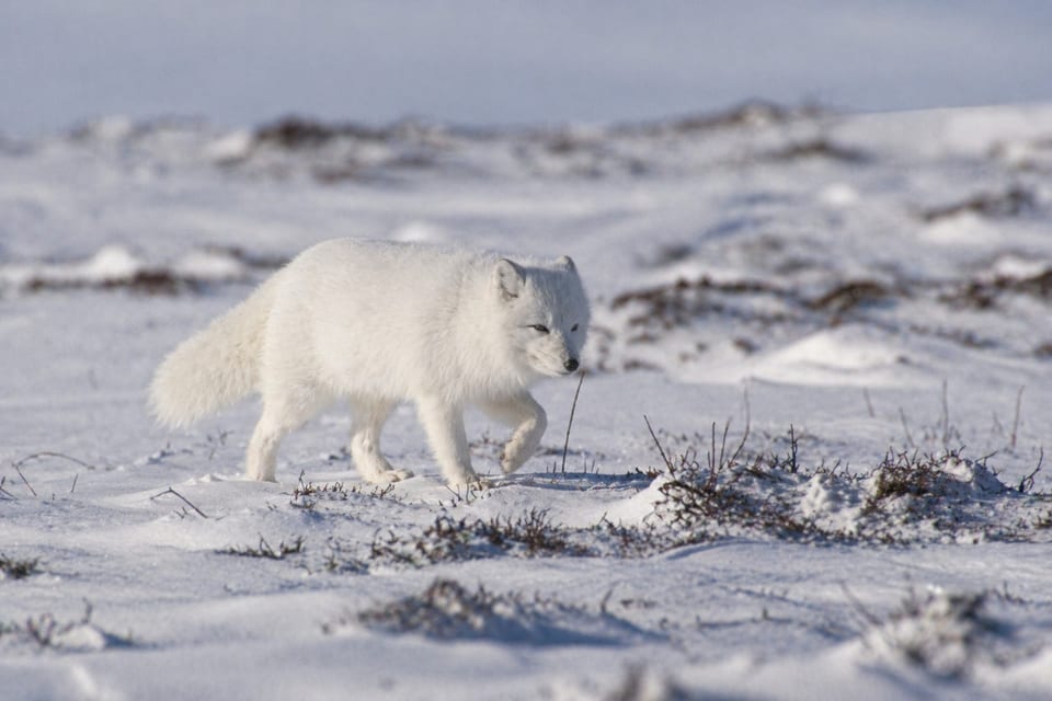 animals in the tundra featured image