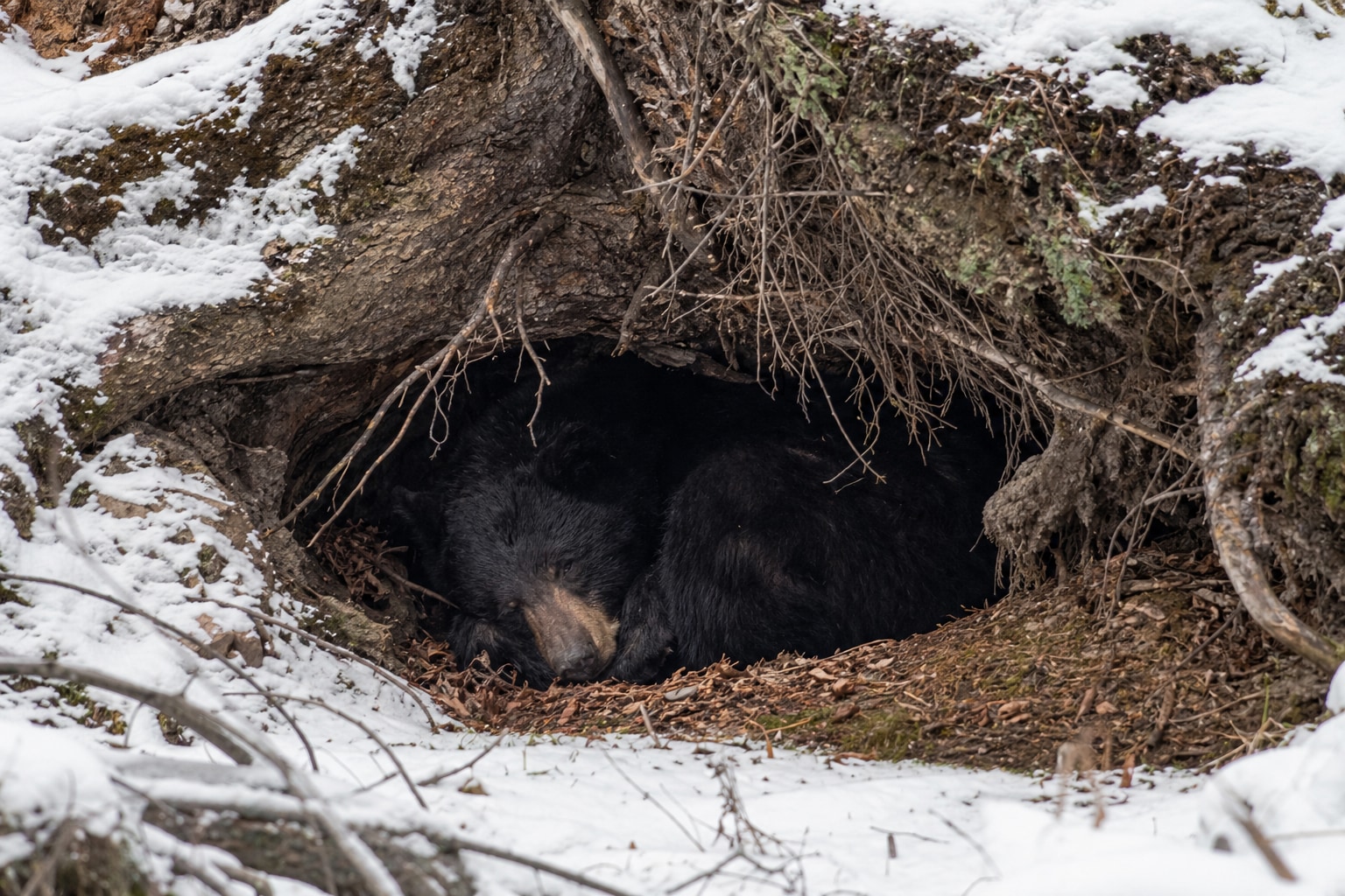 Animals that hibernate featured image