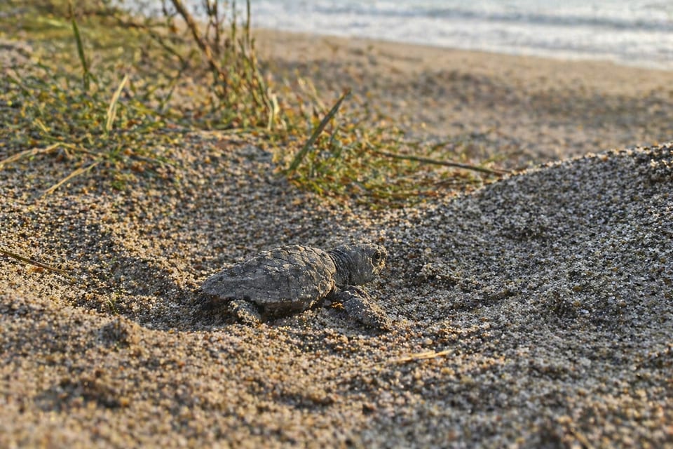 animals that lay eggs featured image