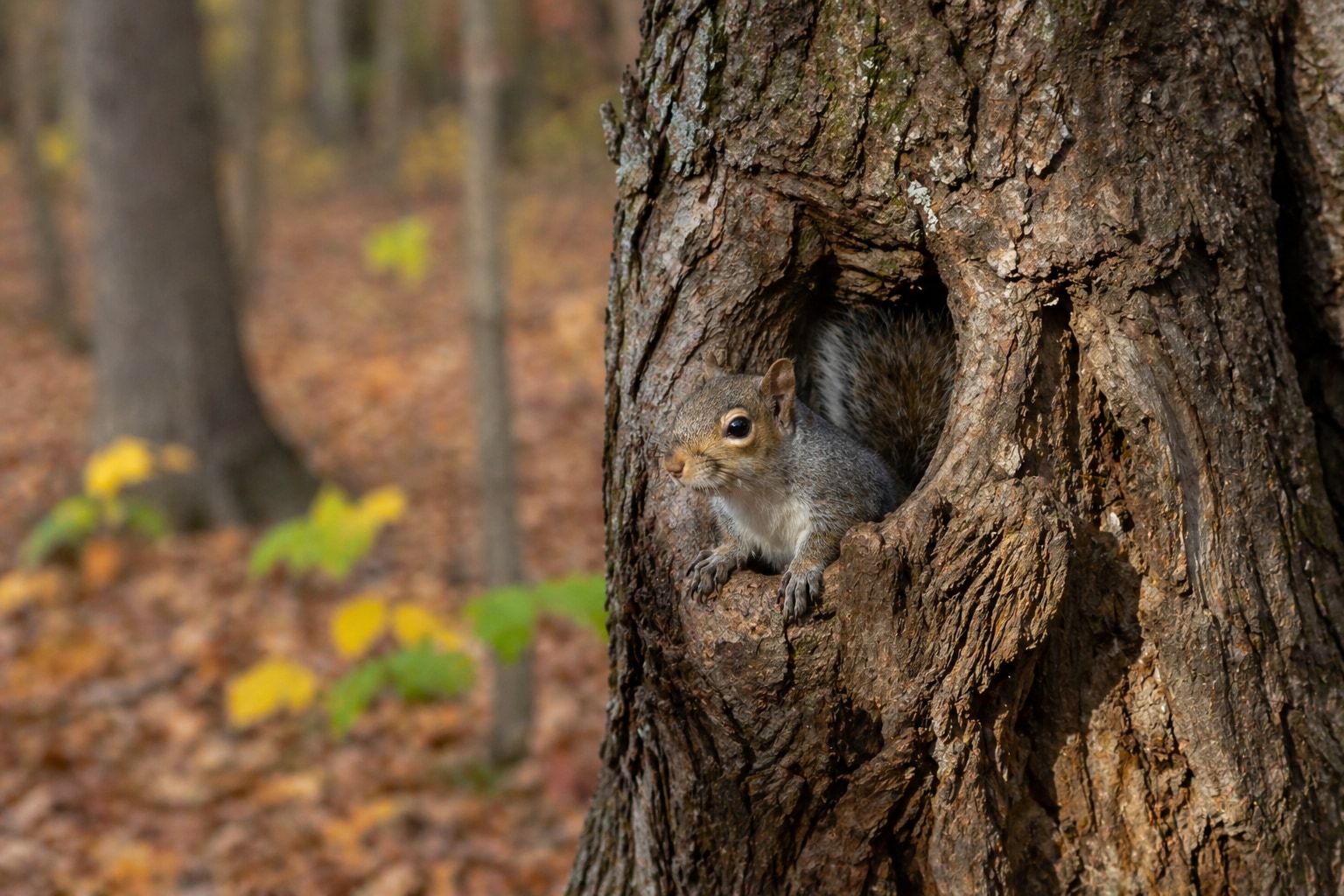 Animals that live in trees featured image