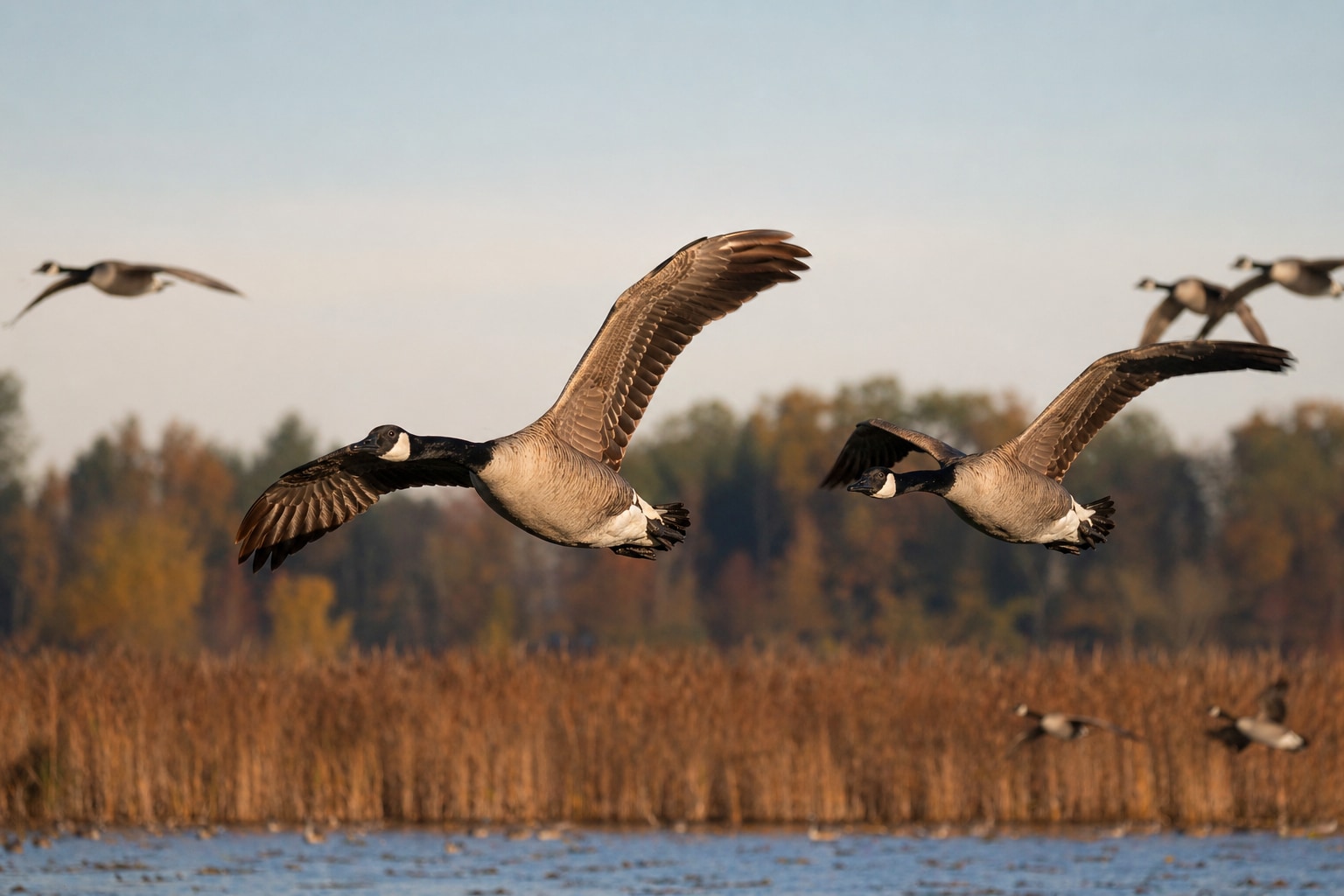 Animals that migrate featured image
