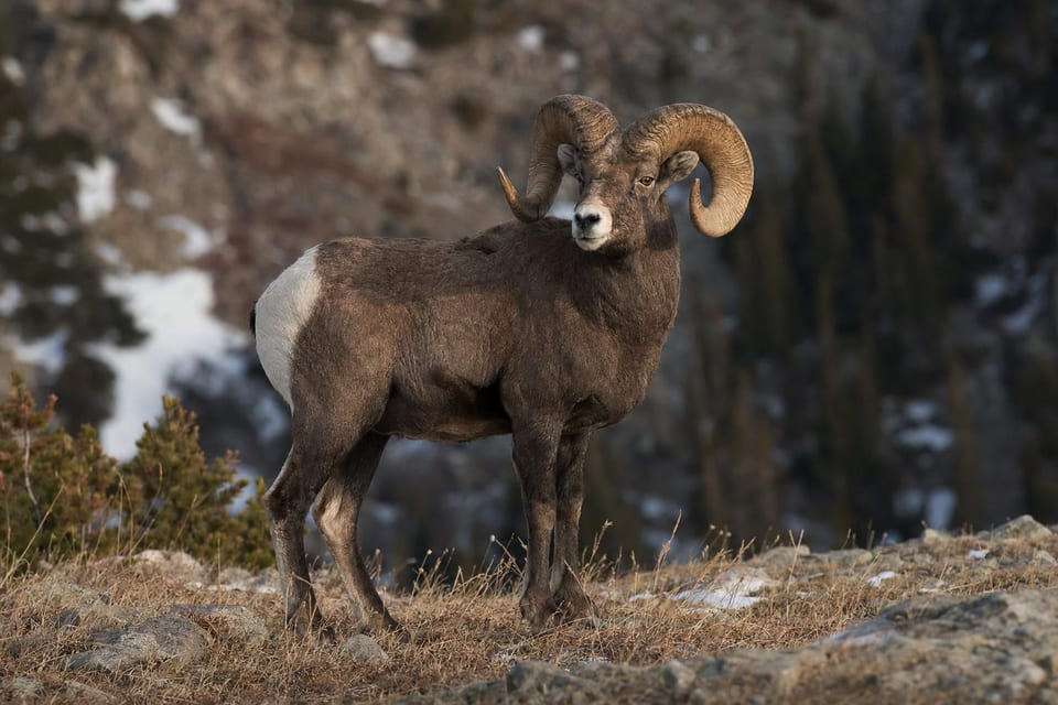 Animals with horns featured image
