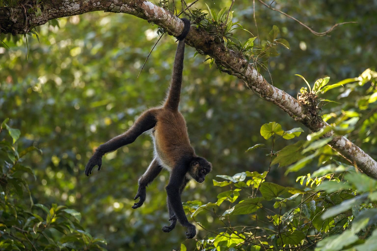 Animals with long tails featured image