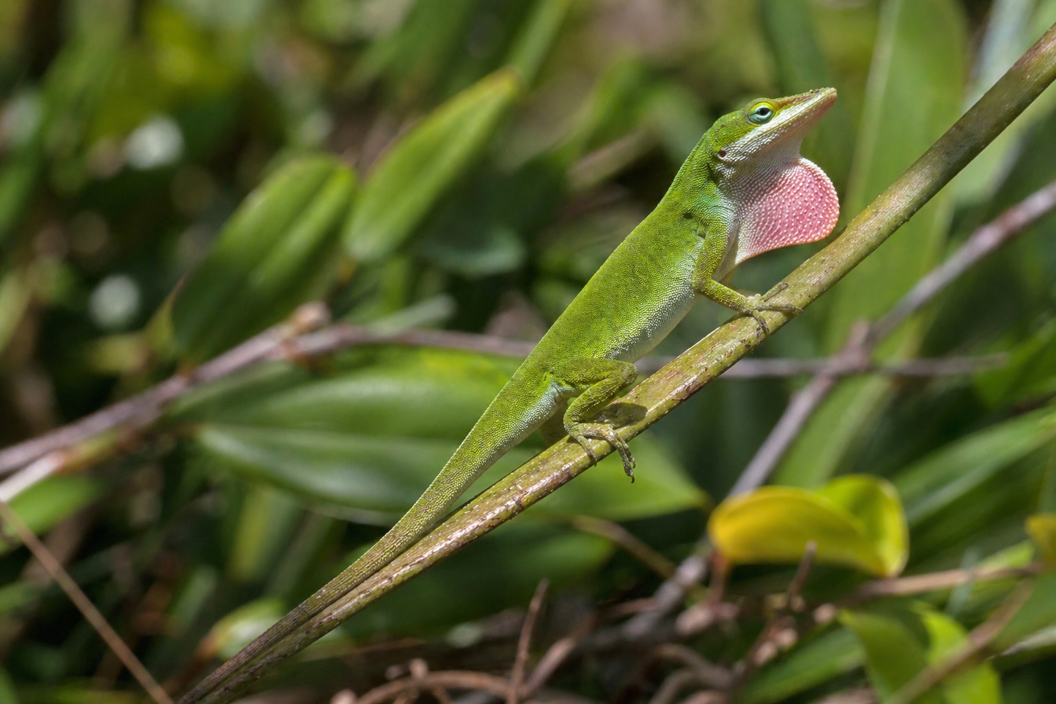 Anoles in Florida featured image