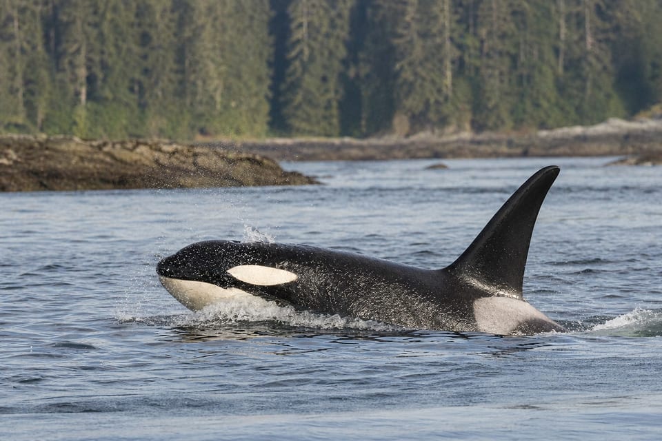 Apex predator list featured image