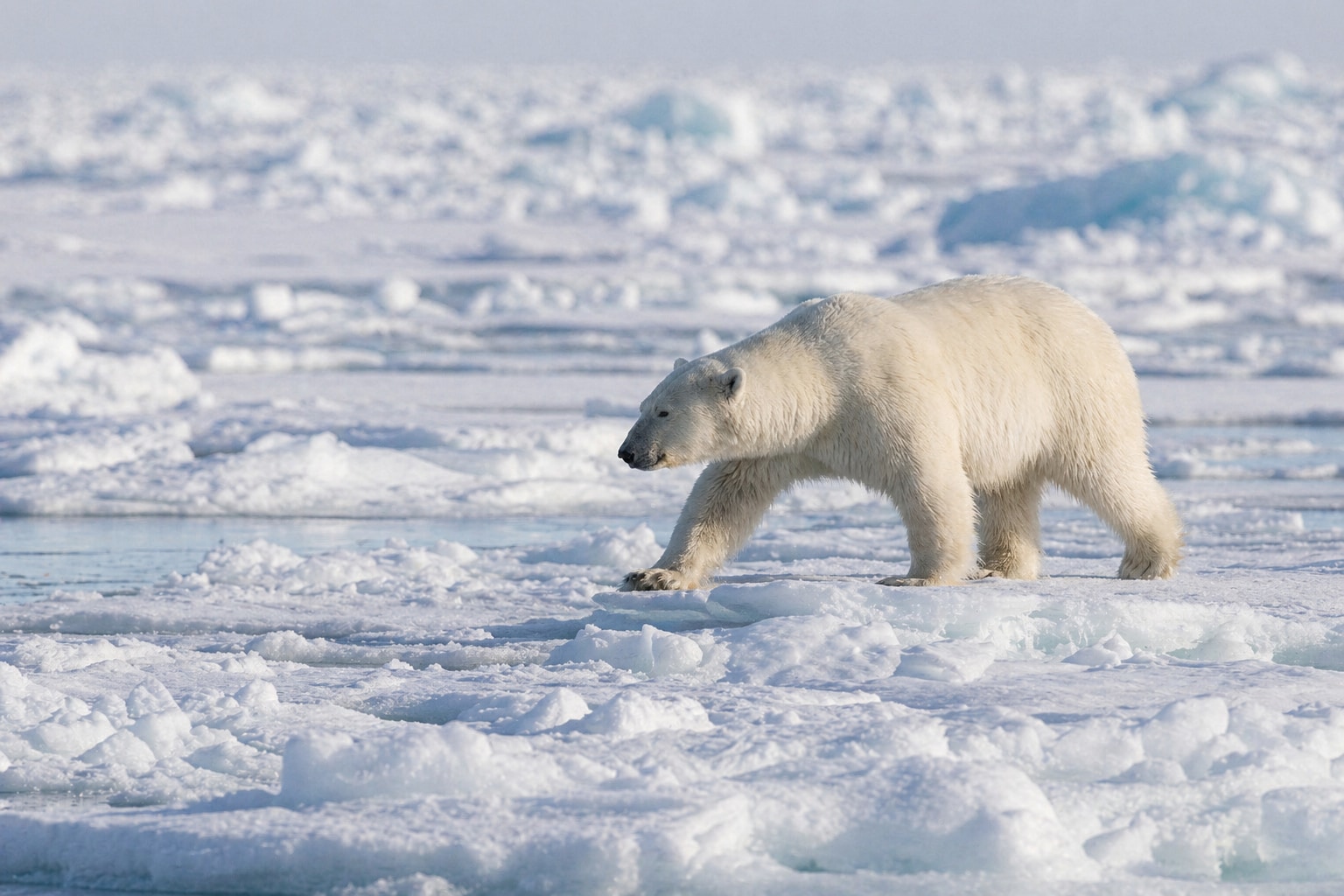 Arctic animals featured image