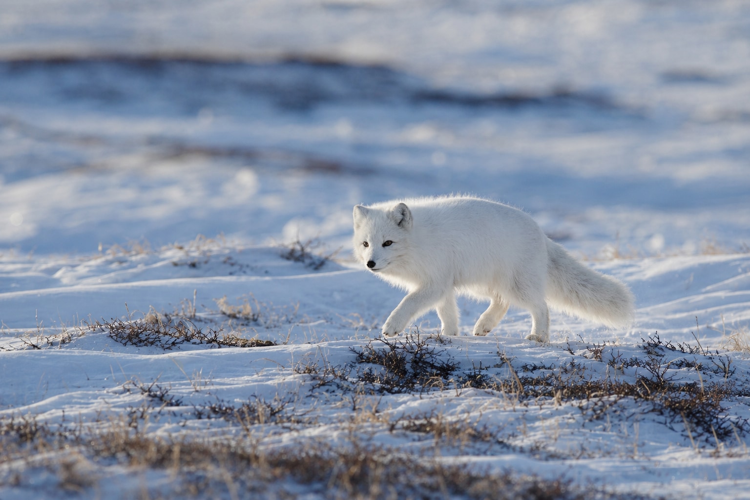 Arctic fox featured image