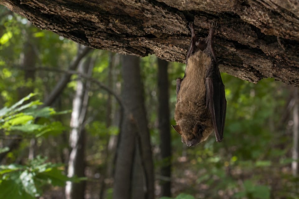 are bats blind featured image