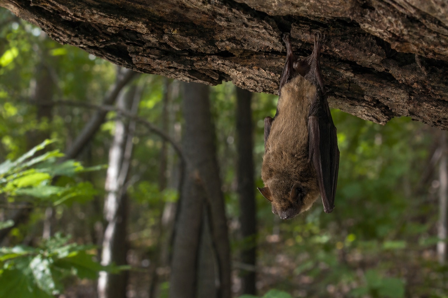 are bats blind featured image