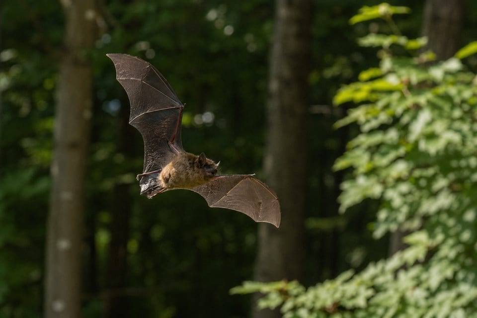 are bats mammals featured image
