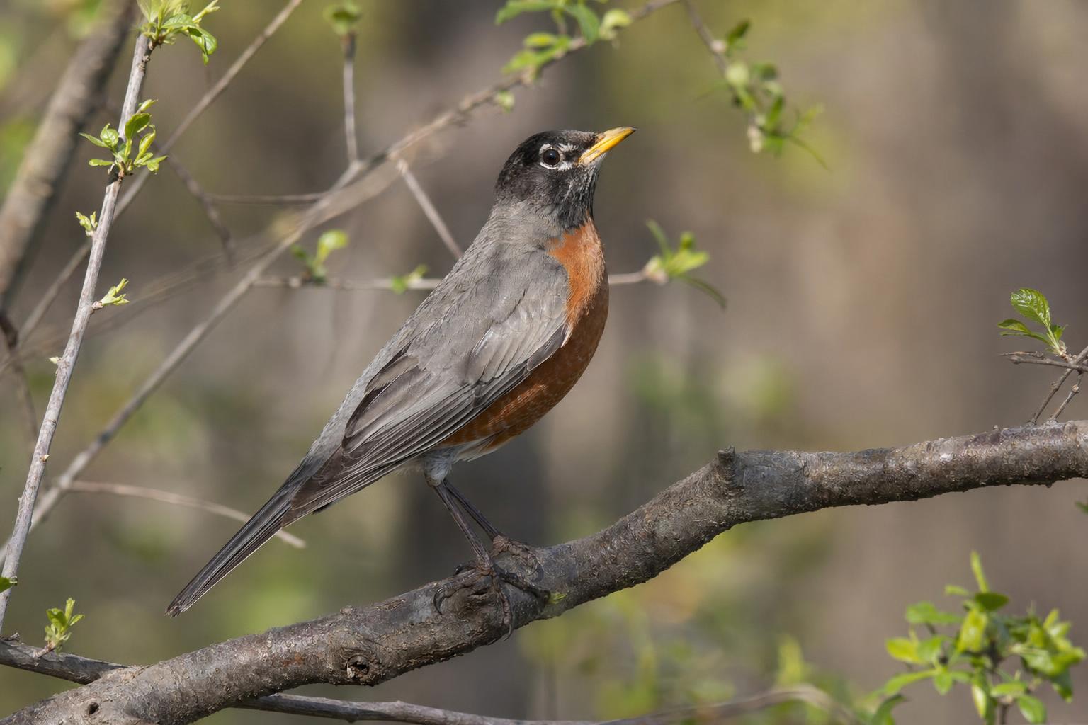 are birds mammals featured image