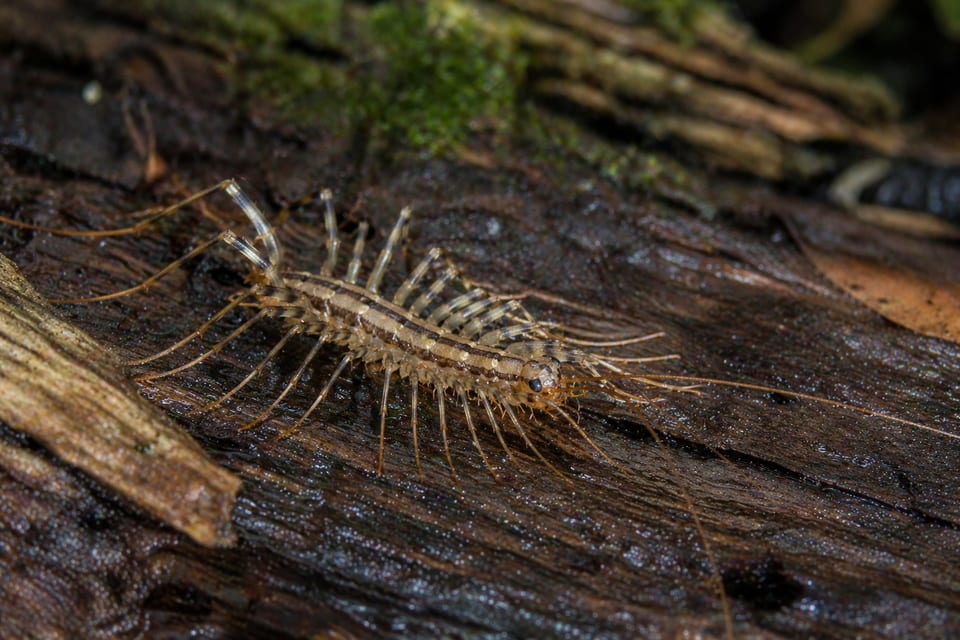 Are centipedes poisonous featured image