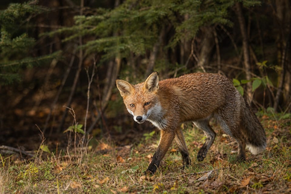 Are foxes canines featured image