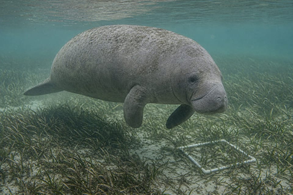 Are mermaids real featured image