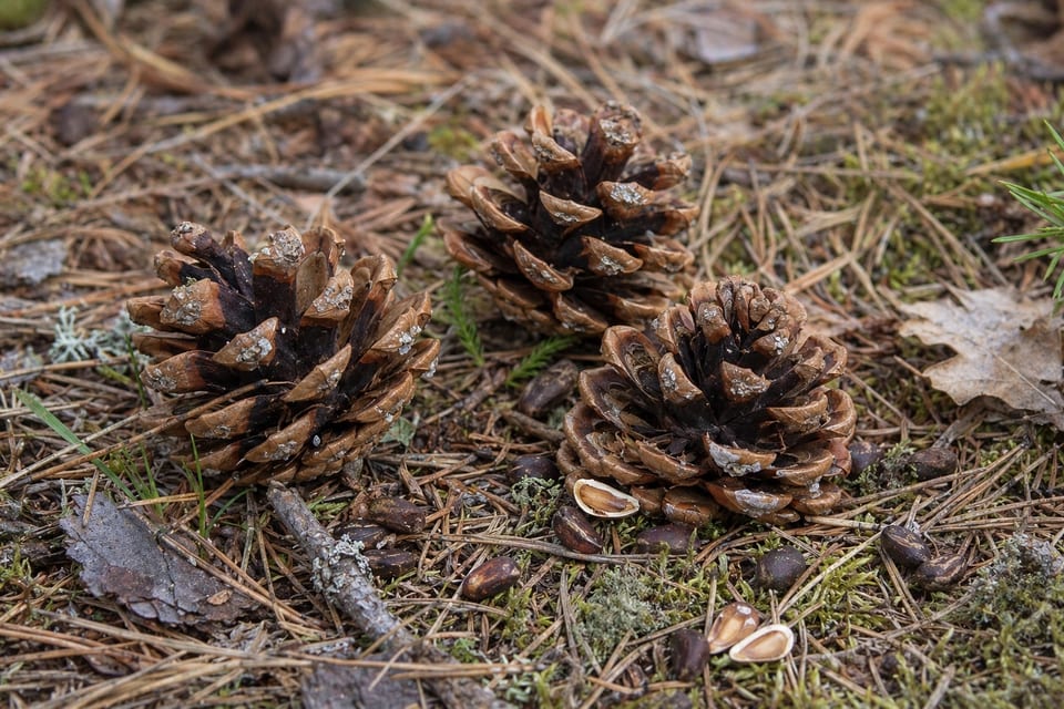 are pine cones edible featured image