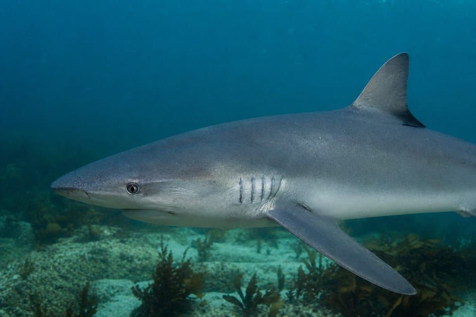 are sharks mammals featured image