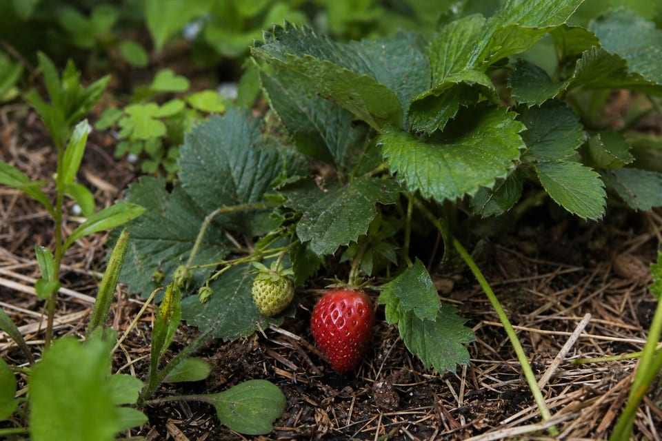 are strawberries berries featured image