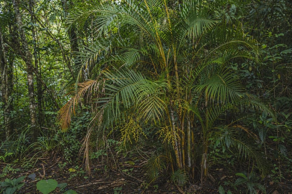 areca palm featured image