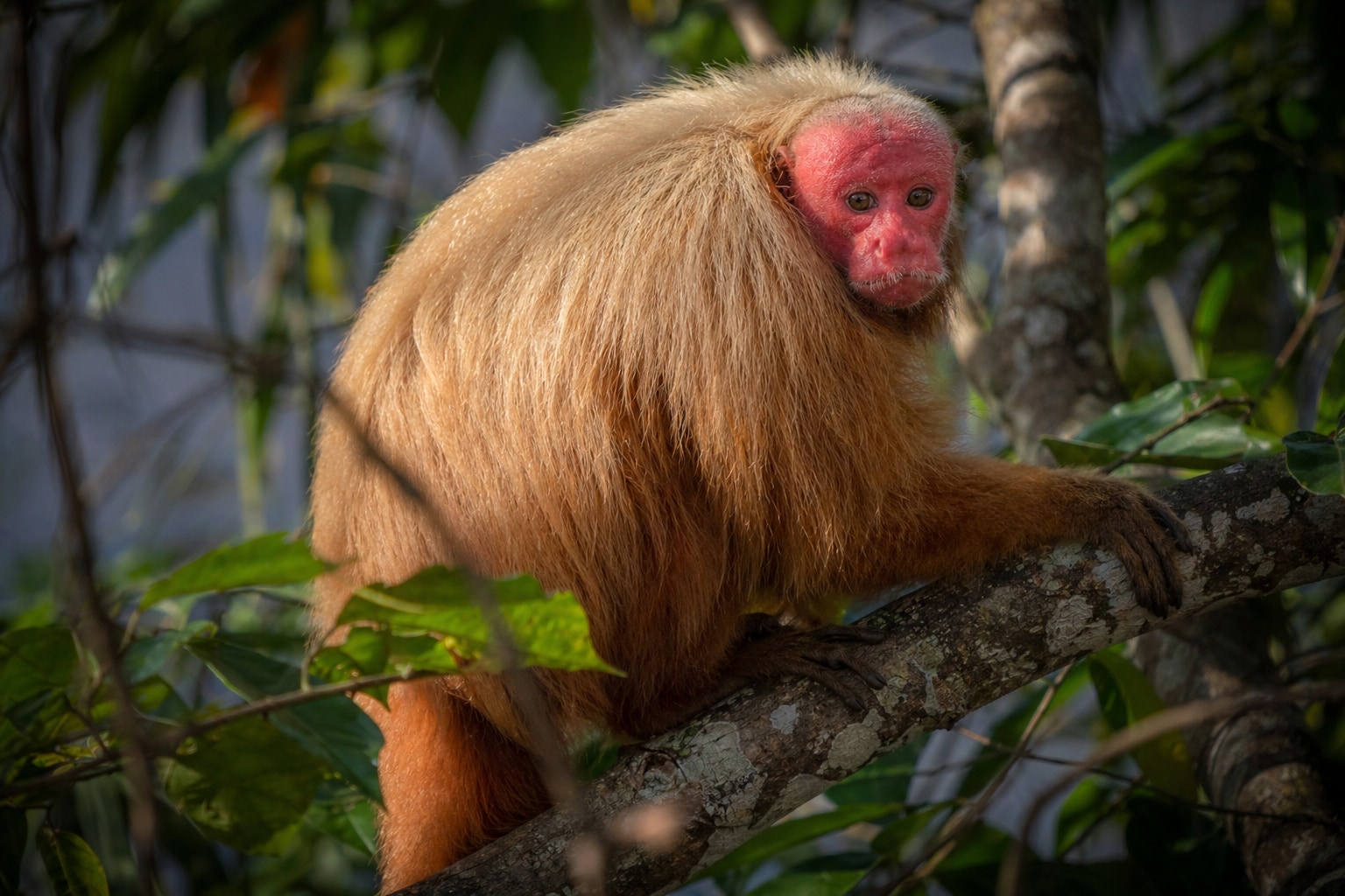 Bald uakari featured image
