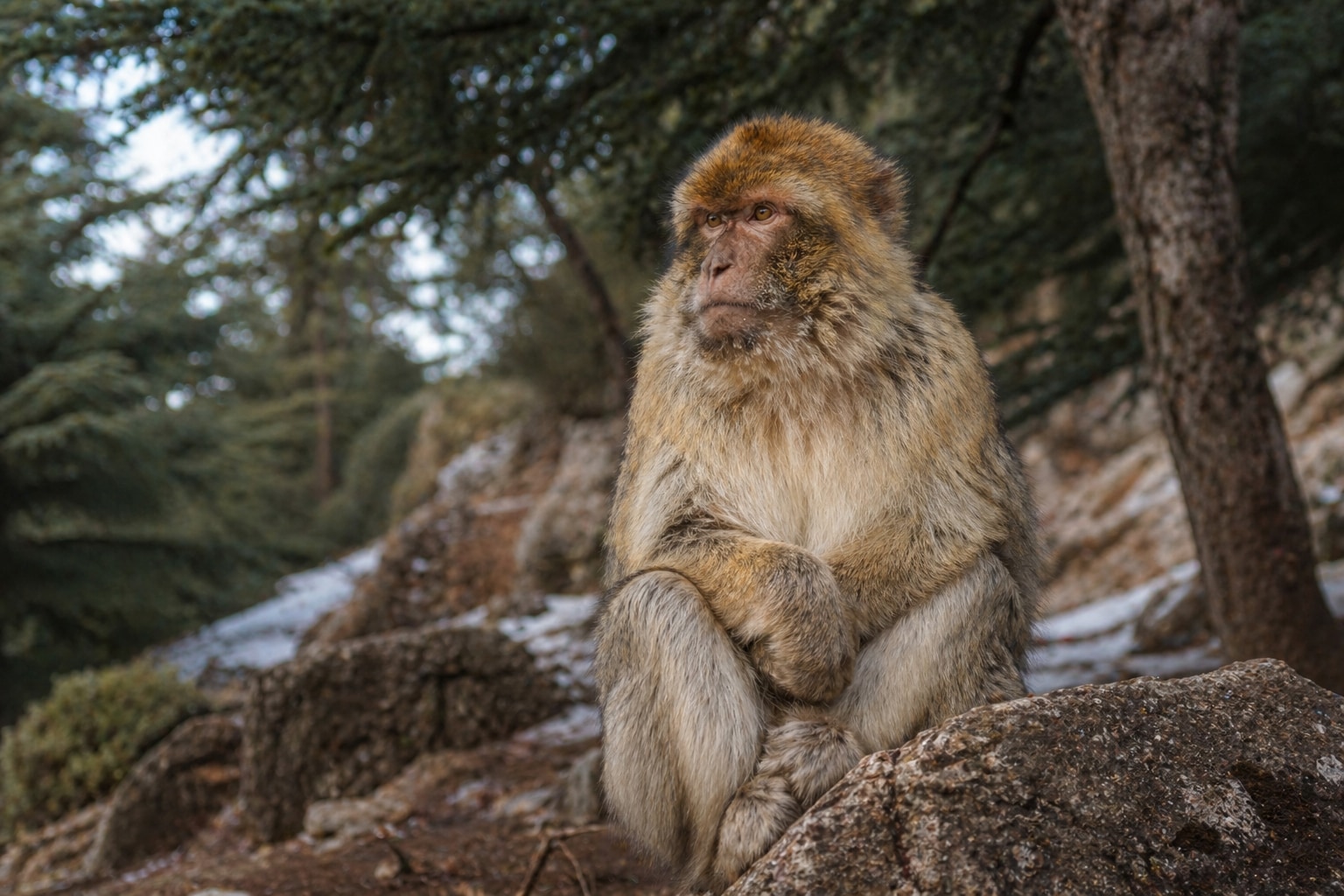 Barbary Macaque featured image