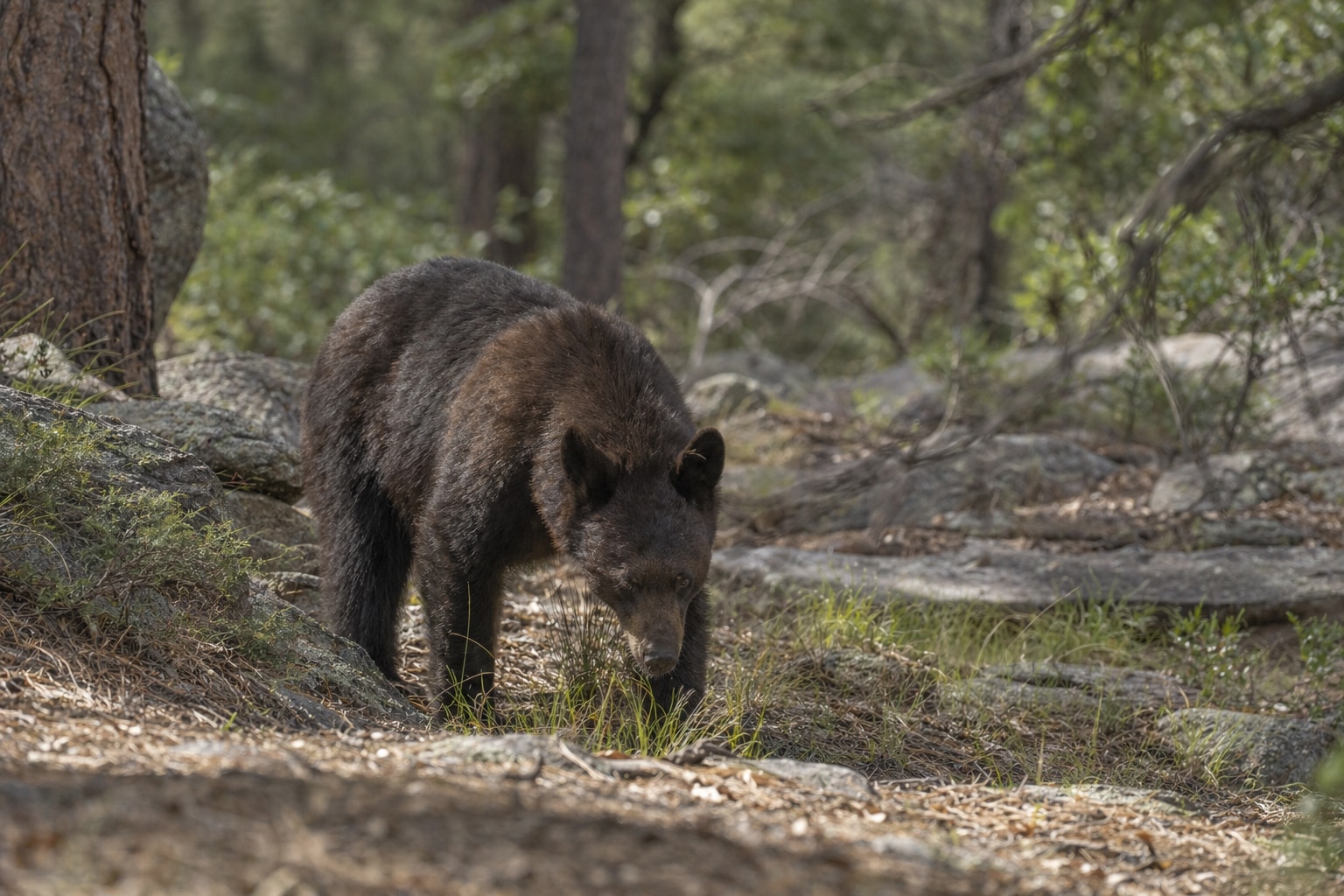 bears in arizona featured image
