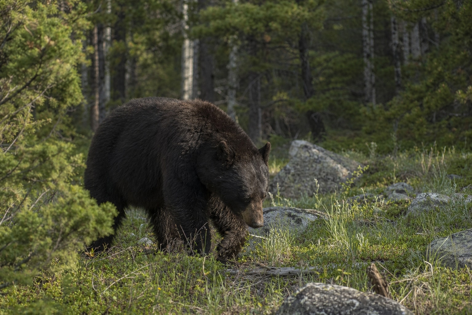 Bears in Colorado featured image