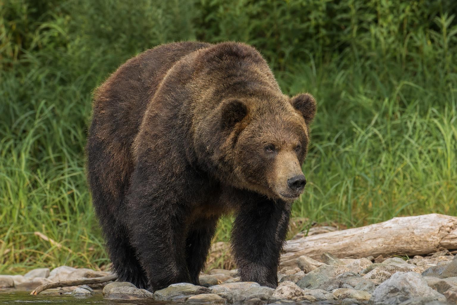 bears in Japan featured photo