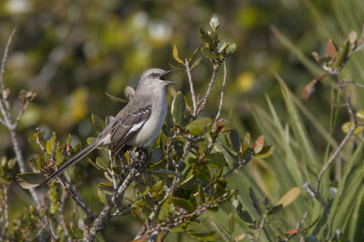 Birds of Florida featured image