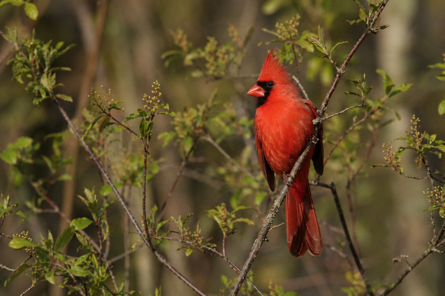 birds in North Carolina featured image