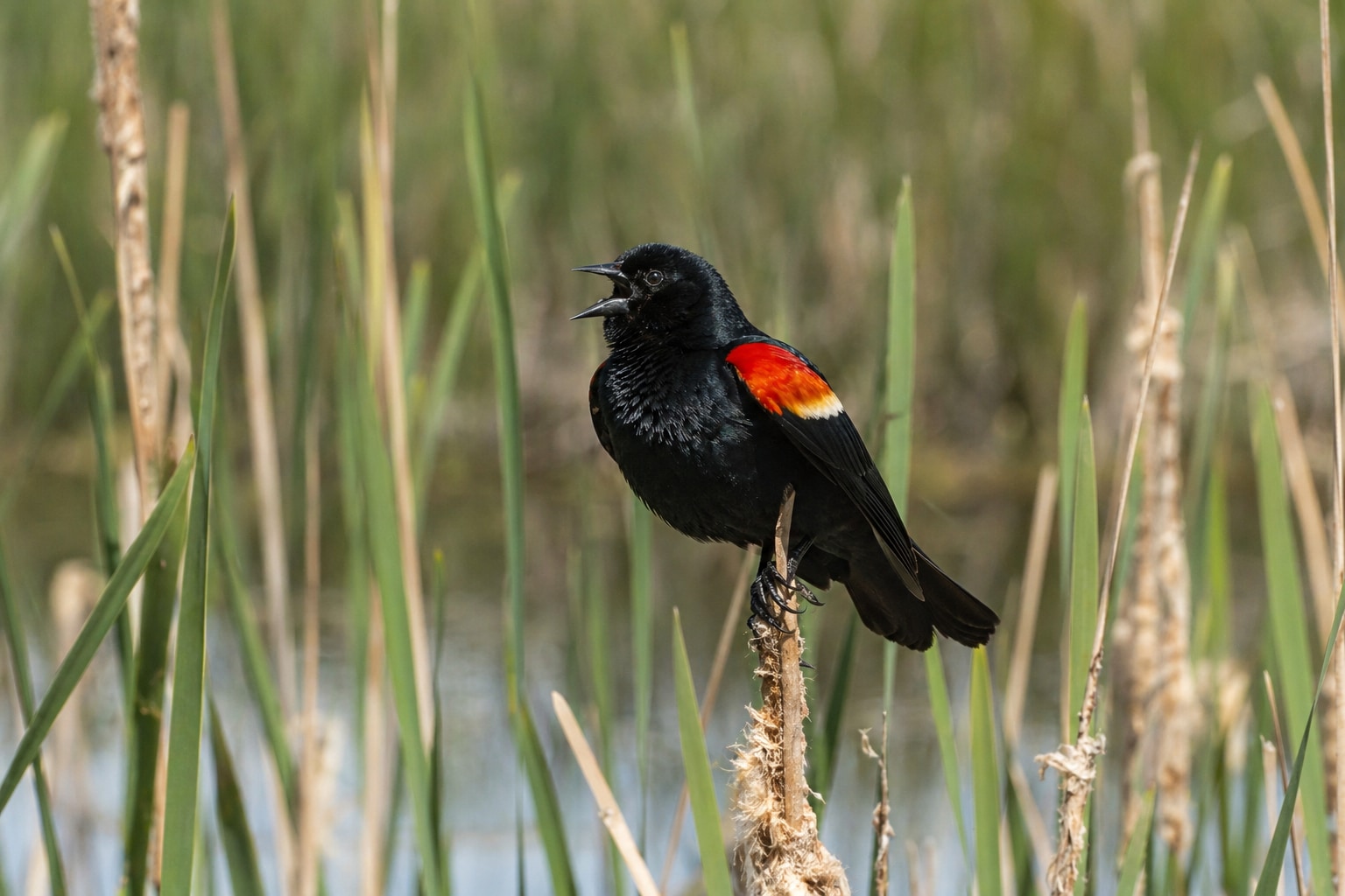 birds of Ohio featured image