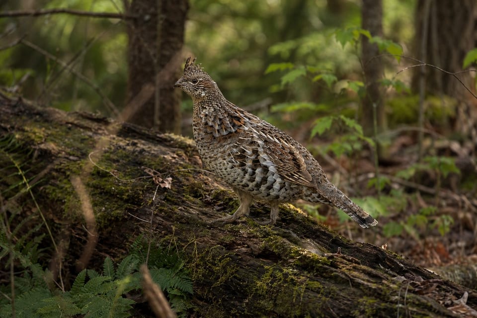 birds of Pennsylvania featured photo