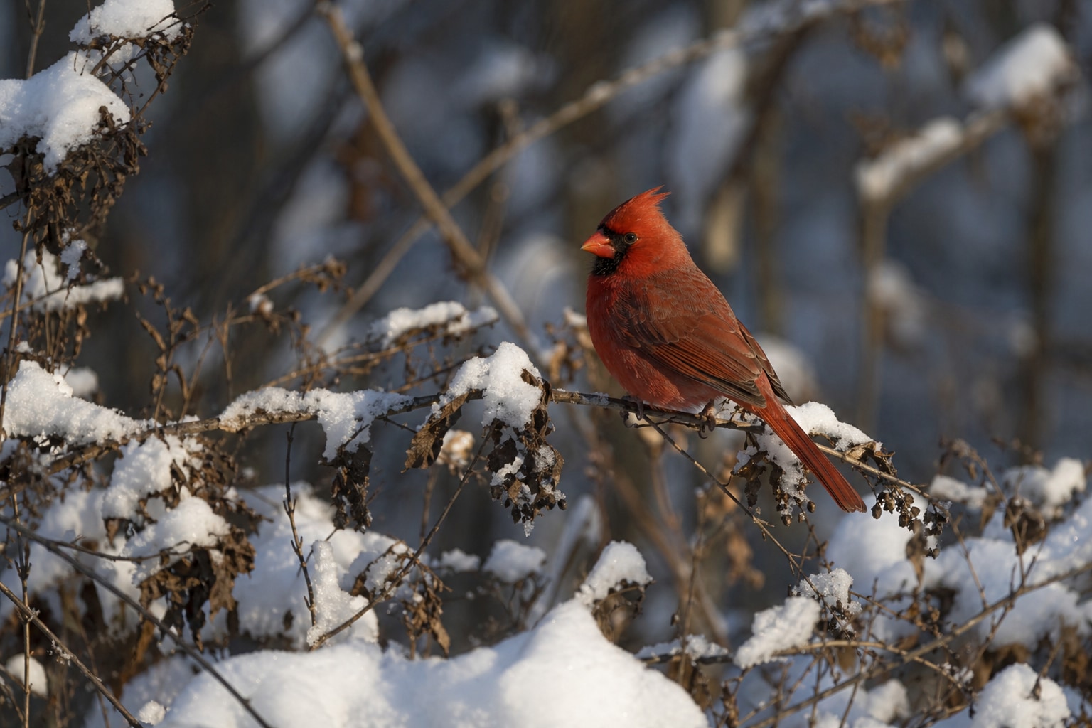 birds of virginia featured image