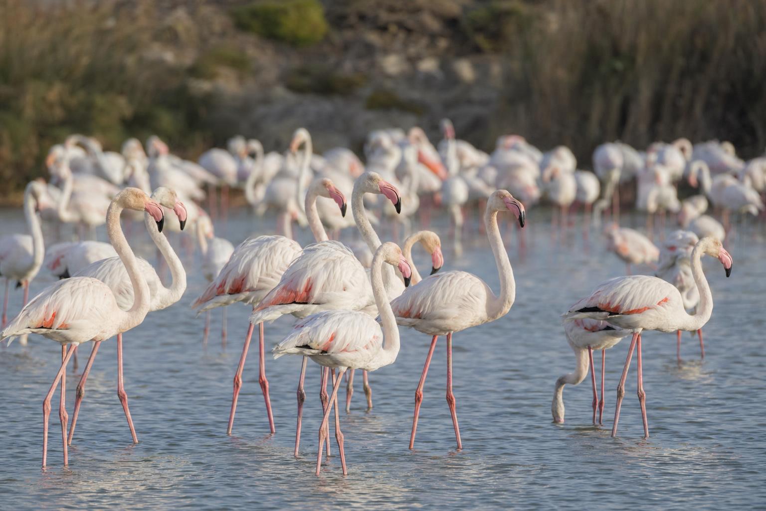 birds with long necks featured image