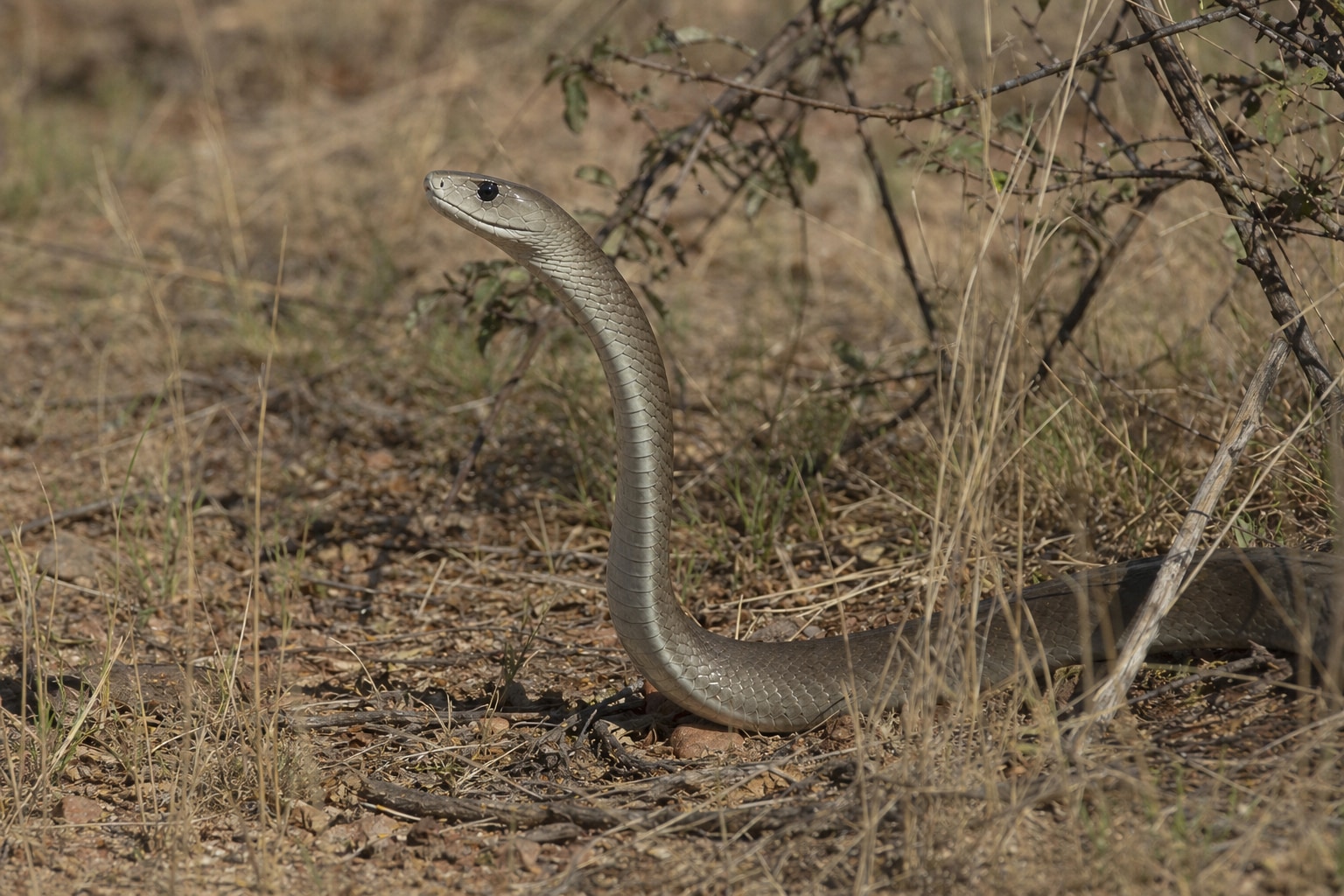Black mamba featured image