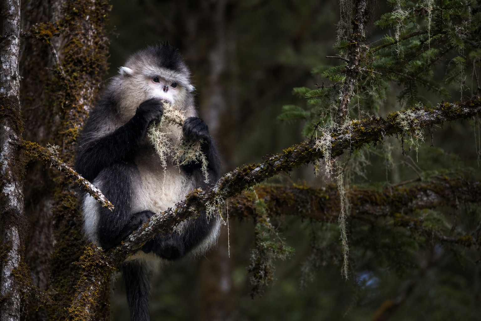 Black snub-nosed monkey featured image