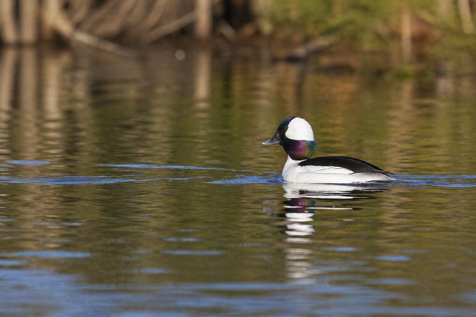bufflehead featured image