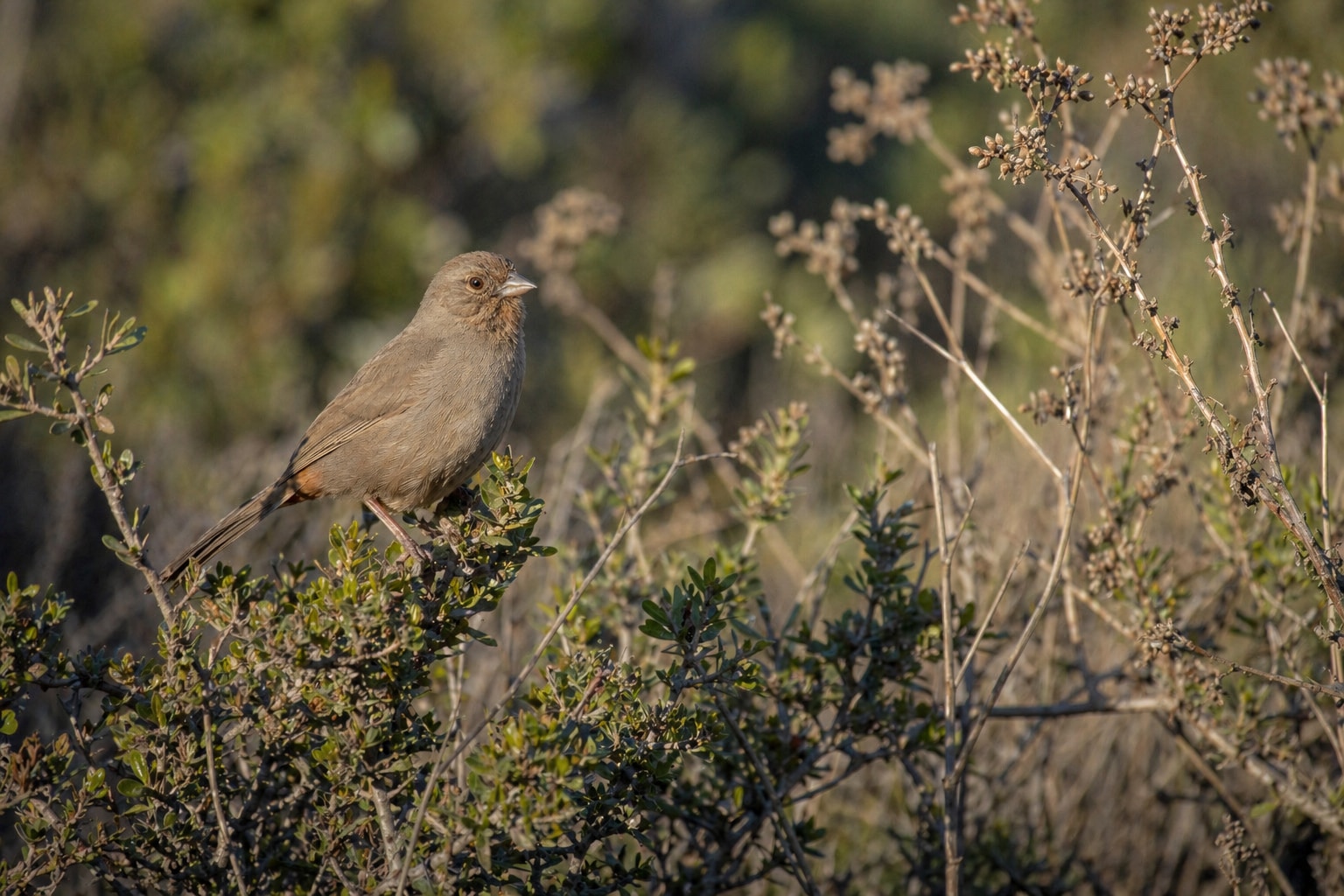 California Birds featured image