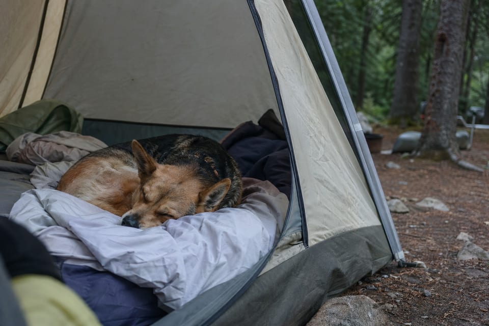 Camping with a Dog: Where Does He Sleep?