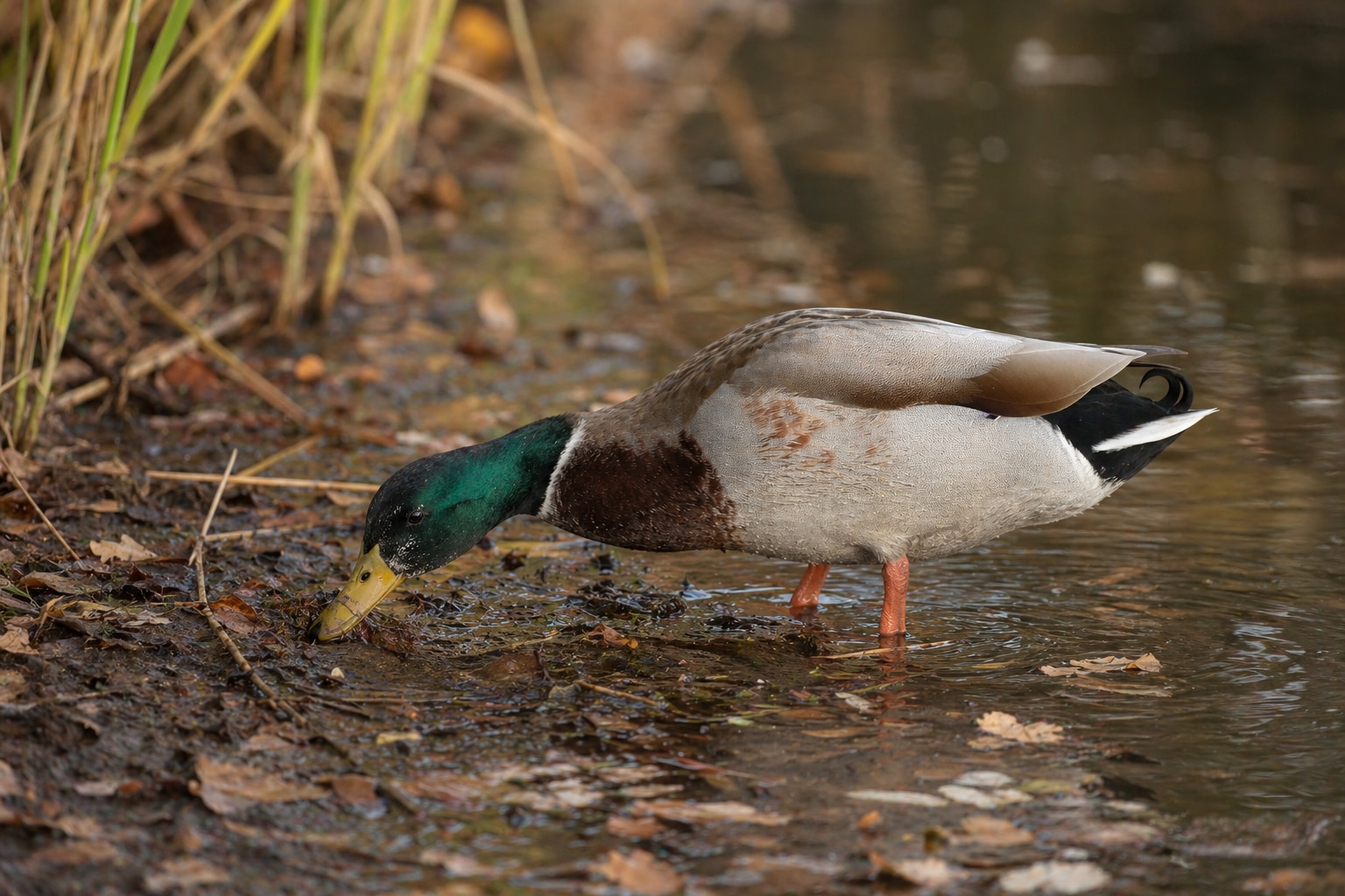 Can ducks eat bread featured image