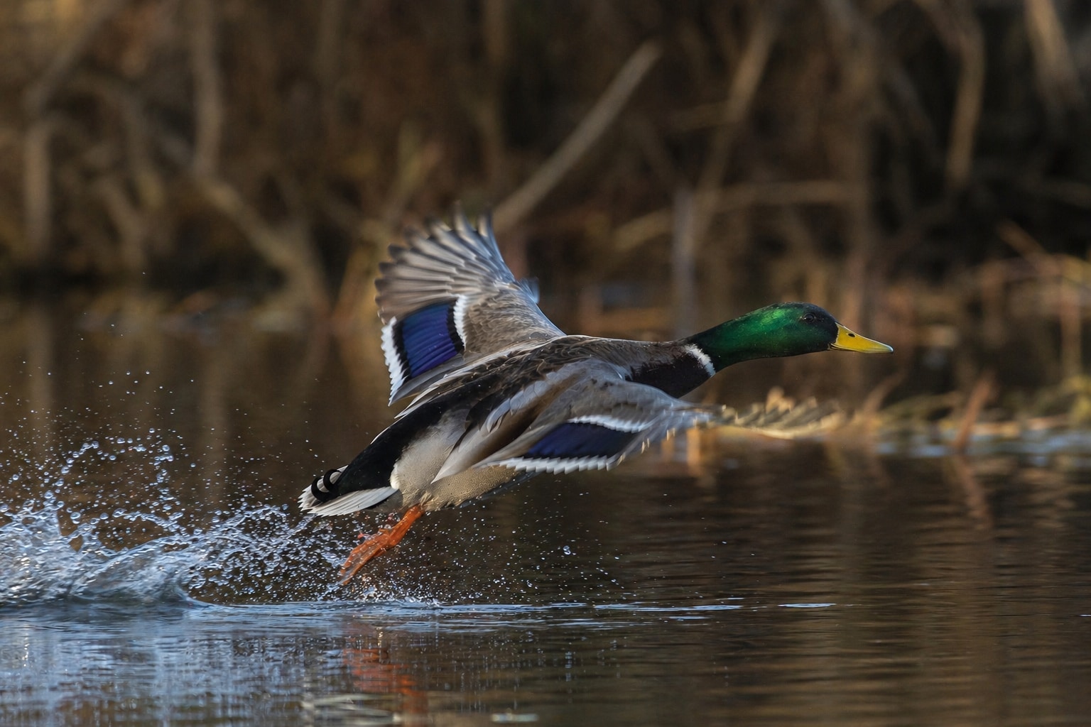 can ducks fly featured image