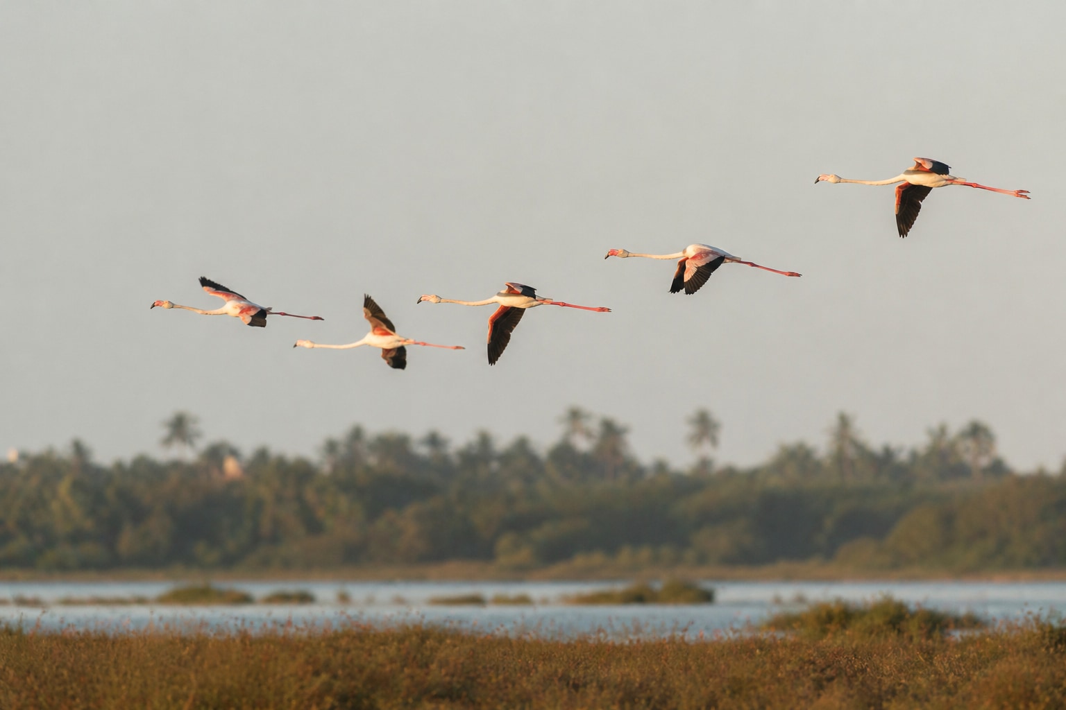 Can flamingos fly featured image