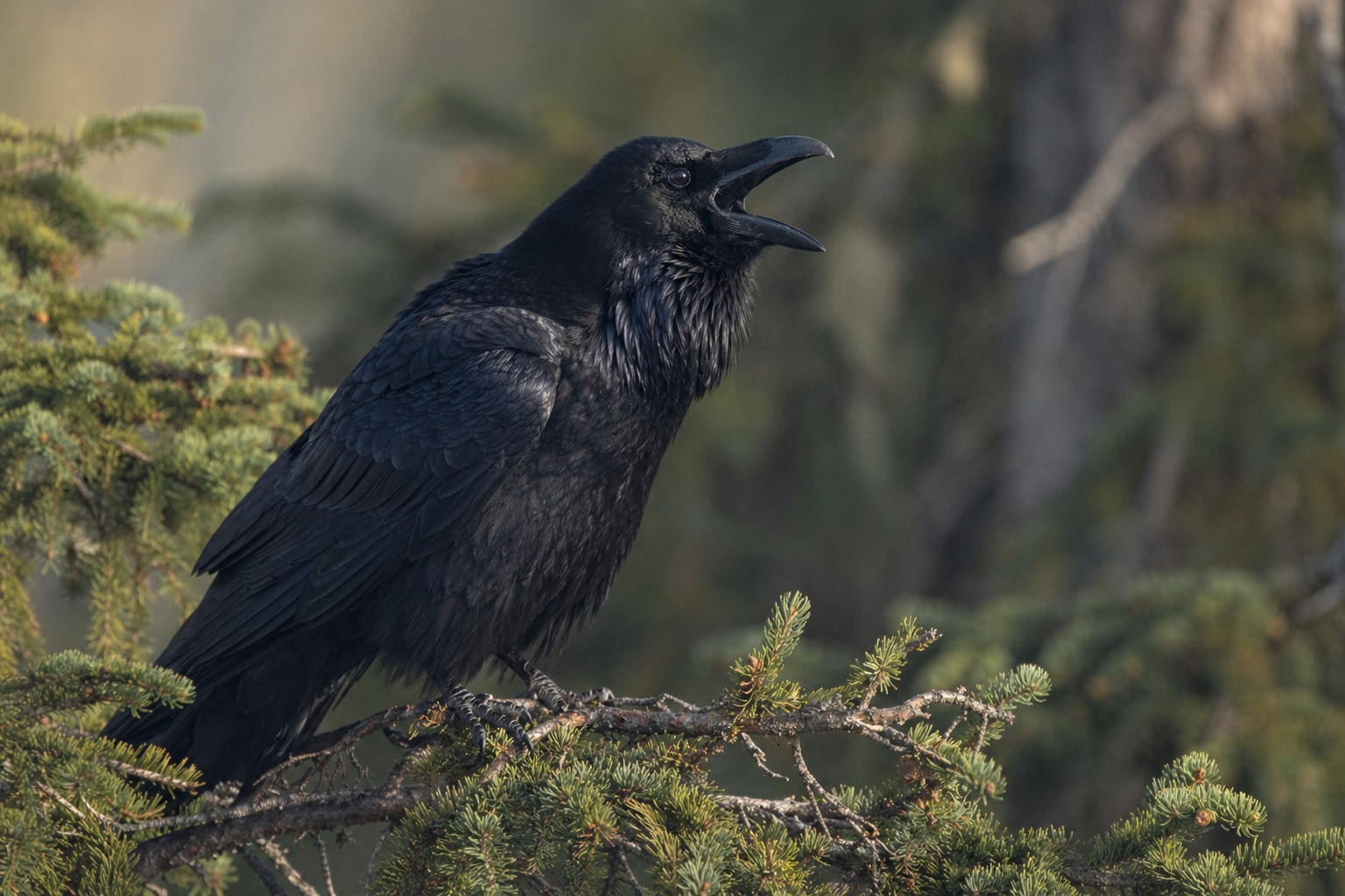 Can ravens talk featured image