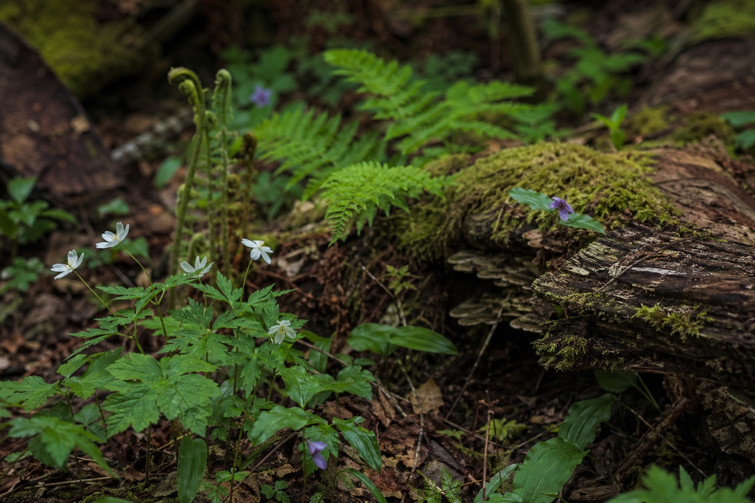 Mossy woodland floor with ferns wildflowers and new green growth