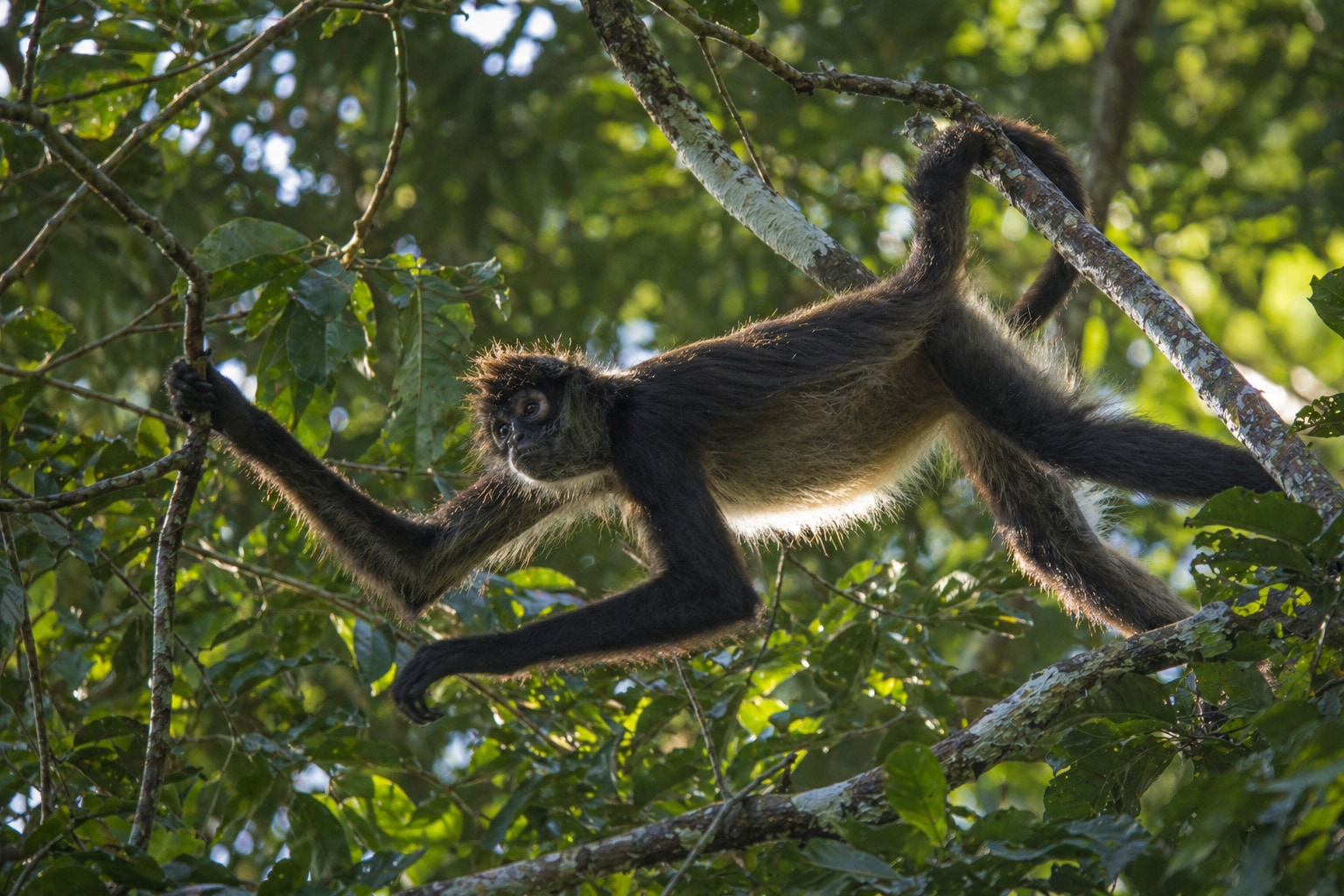 central american spider monkey featured image