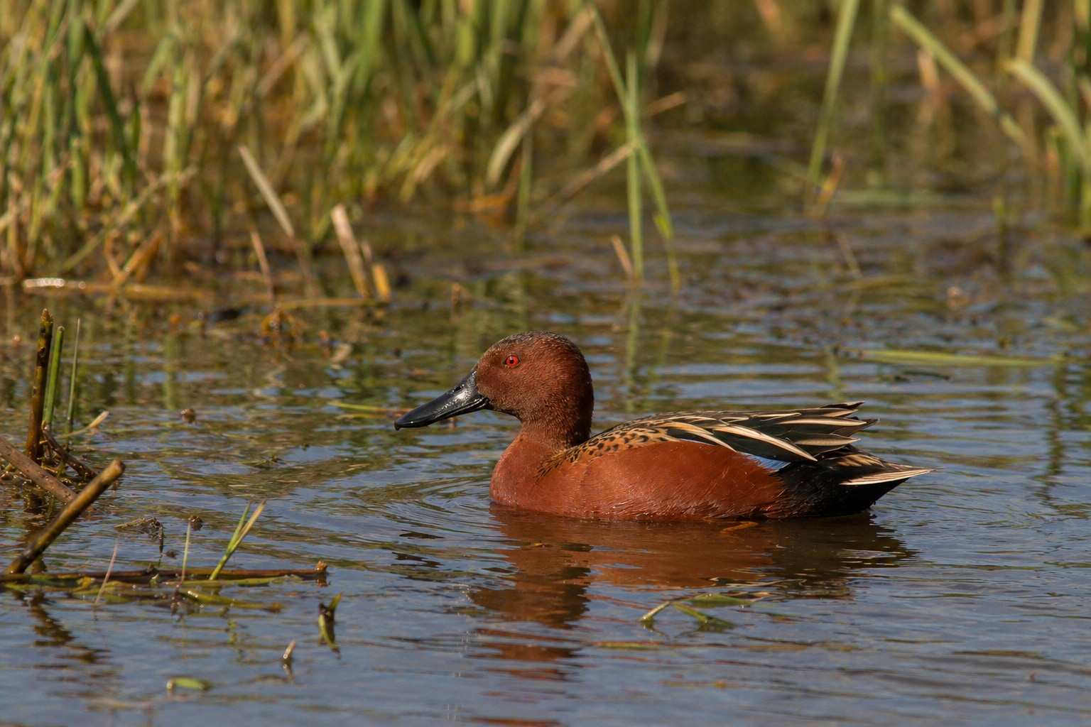 cinnamon teal featured image